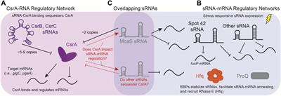 CsrA selectively modulates sRNA-mRNA regulator outcomes